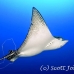 ray_eagle_wolf_h_0058_ecu0527.jpg